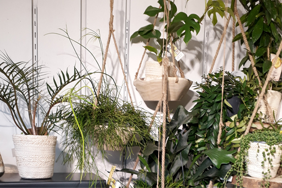plante rhipsalis