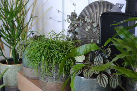 plante rhipsalis