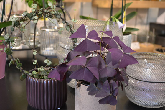 trèfle oxalis
